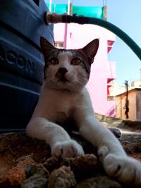 Close-up portrait of a cat