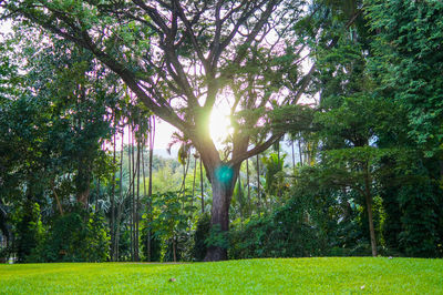 View of trees in park