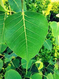 Close-up of green leaves