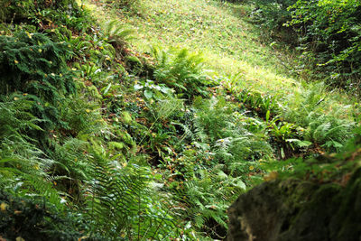 Close-up of plants growing on field