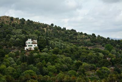 Trees on mountain against sky