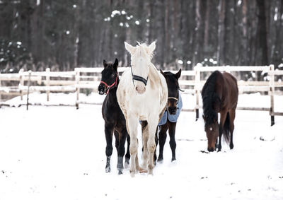 Horses on snow covered field