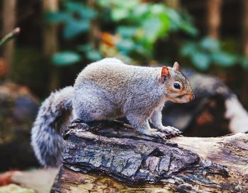 Close-up of squirrel