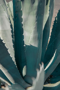 Close-up of aloe vera plant