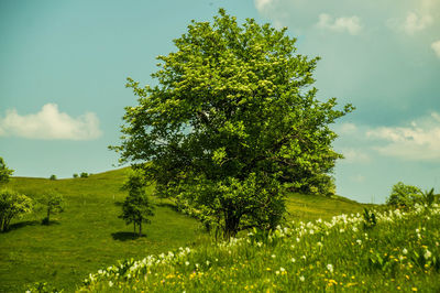 Trees on field against sky