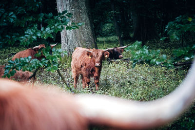 View of a horse on land