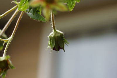 Close-up of fresh green plant