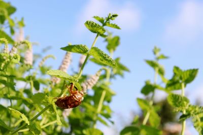 Close-up of insect on plant