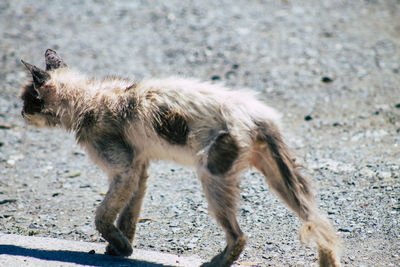 Side view of dog walking on land