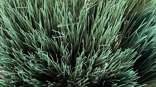 Full frame shot of pine tree