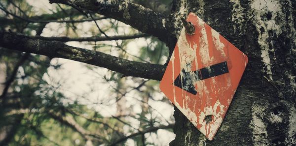 Close-up of arrow sign hanging on tree