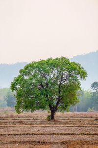 Tree on field against clear sky