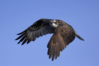 Low angle view of eagle flying against clear blue sky