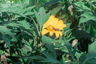 Close-up of yellow flowering plant