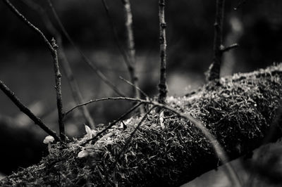 Close-up of snow on twig in forest