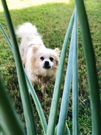 Portrait of dog on field