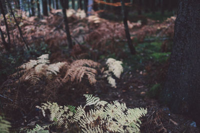 Close-up of plants in forest during winter