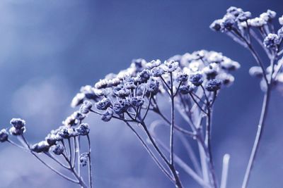 Close-up of snow on plants against blue sky