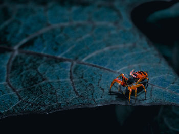 Close-up of spider