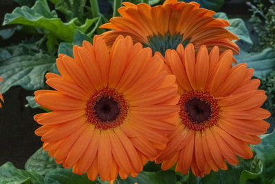 Close-up of orange gerbera daisy