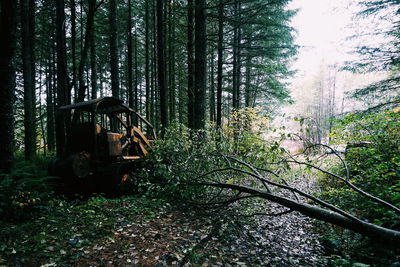 Trees in forest