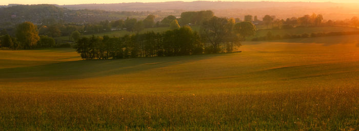 Scenic view of trees on field against sky