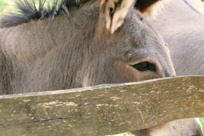 Close-up of horse