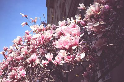Low angle view of pink flowers