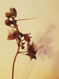 Close-up of plant against sky