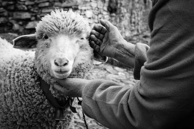 Cropped hands touching sheep at farm