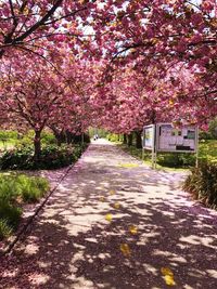 Pink flowers on road amidst trees