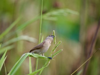 Close-up of bird perching on plant