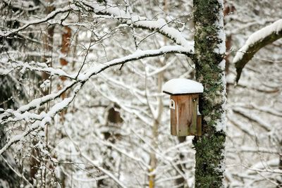 Bird feeder on snow covered tree