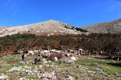 Livestock in gennargentu montain