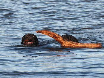 Rottweiler fetching branch in blue water