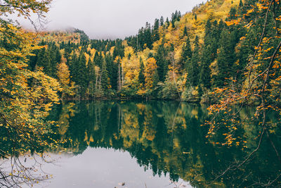 Scenic view of lake in forest during autumn