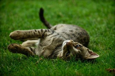 View of a cat lying on grass