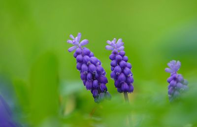 Close-up of purple flowering plants