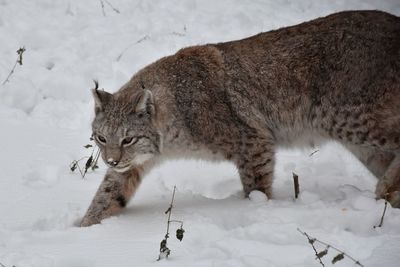 View of cat on snow covered land