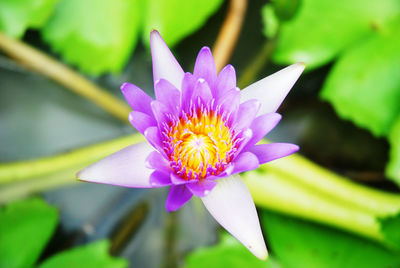 Close-up of lotus water lily in pond