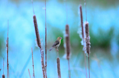 Close-up of bird perching on a tree