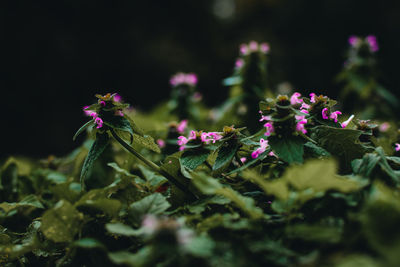 Close-up of purple flowering plant on field