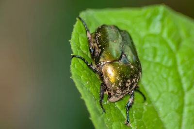 Close-up of insect on plant