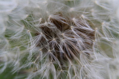 Close-up of dandelion