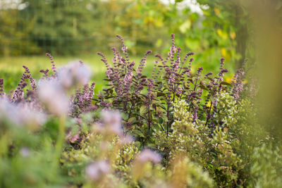 Close-up of purple flowering plants on field