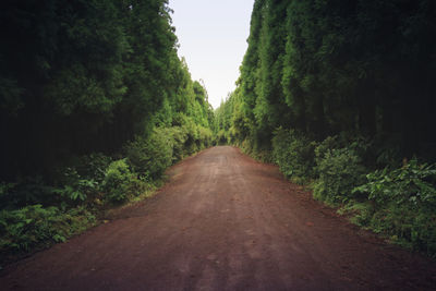 Road amidst trees against clear sky