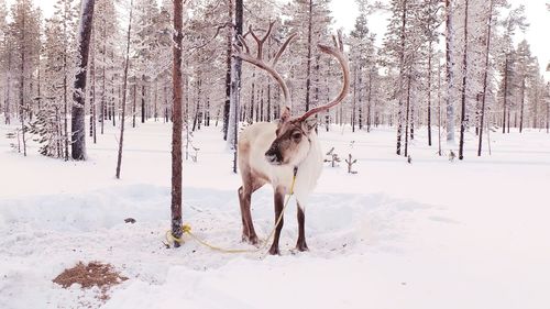 Horse on snow covered tree