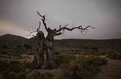Landscape of tabernas desert with bare olive tree in almeria, spain against sky