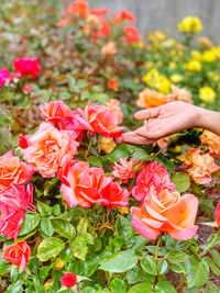 Close-up of hand holding rose bouquet