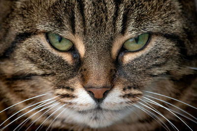 Close-up portrait of a cat